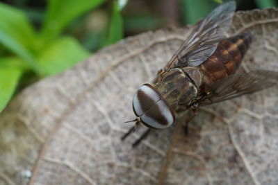 Close-up of fly