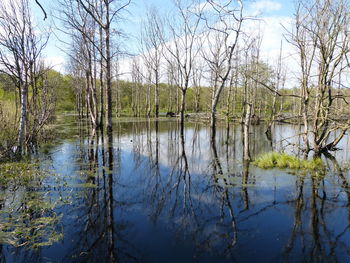 Scenic view of lake in forest against sky