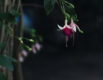 Close-up of pink flowers