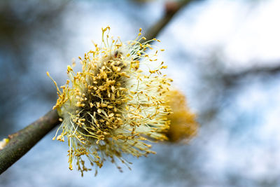 Close-up of yellow flowering plant