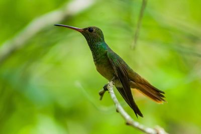 Close-up of bird perching on leaf