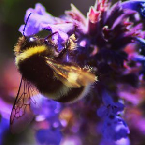 Close-up of bee on purple flower