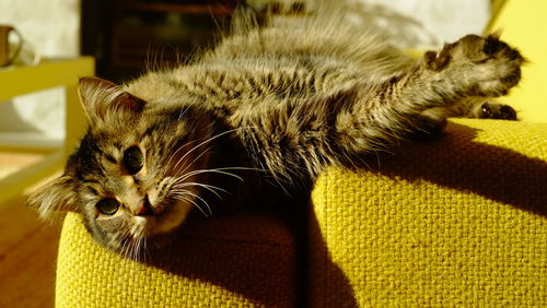 Close-up portrait of a cat