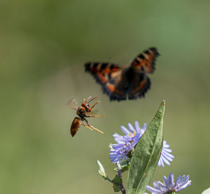 Close-up of bee pollinating on flower