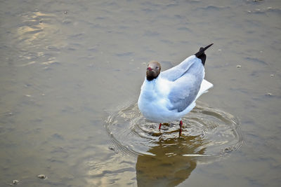 High angle view of seagull on lake