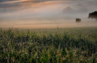 Plants growing on field against sky during sunset