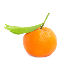 Close-up of orange fruit against white background