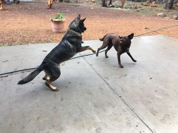 High angle view of black dog