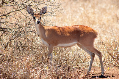 Deer standing in a field