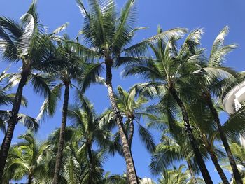 Low angle view of palm trees against blue sky