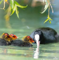 Close-up of duck swimming in lake