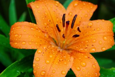 Close-up of water drops on flower