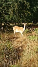 Deer standing in a field