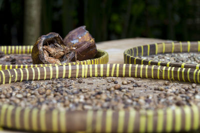 Close-up of lizard in basket