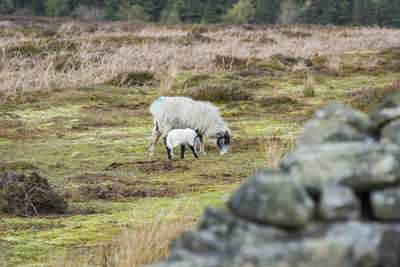 Sheep family holding together in rough peak district conditions, yorkshire, england, uk