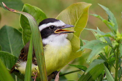 Close-up of bird perching on plant