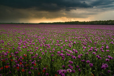 Purple flowering plants on field against sky