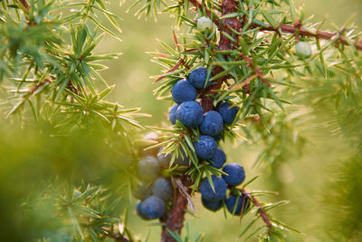 Close-up of a berrie fruit plants