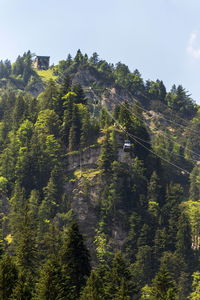 High angle view of trees in forest against sky