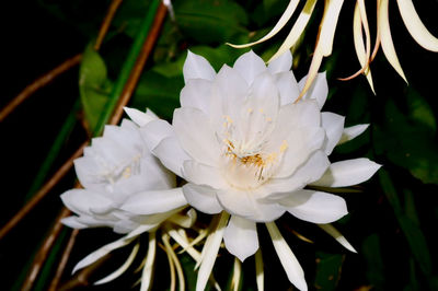 Close-up of white flowering plant