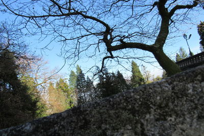 Low angle view of tree against sky