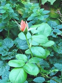 Close-up of flower growing on plant