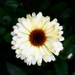 Close-up of white daisy blooming outdoors