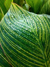 Full frame shot of palm leaves