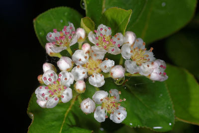 Close-up of pink flowers