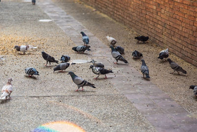 High angle view of pigeons perching on sidewalk