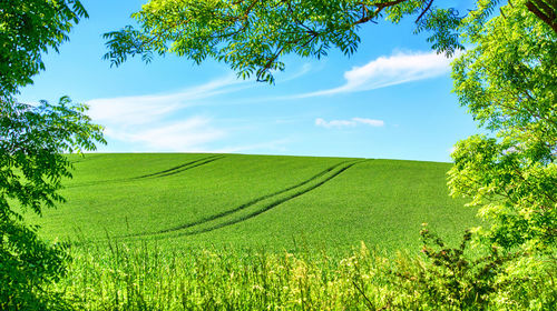 Scenic view of agricultural field against sky