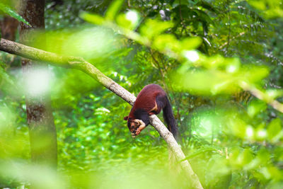 View of wild squirrel on tree eating some fruits