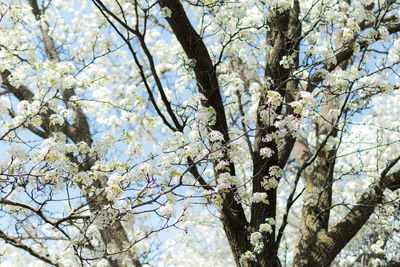 Low angle view of tree against sky