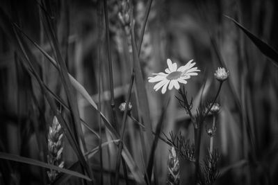 Close-up of flowering plants on field