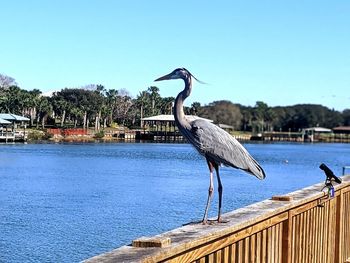 Gray heron perching on railing against blue sky