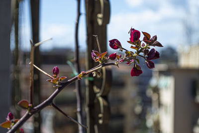 Close-up of pink flowering plant