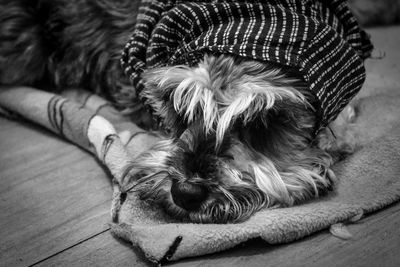 Close-up of dog sleeping at home