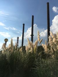 Plants growing on field