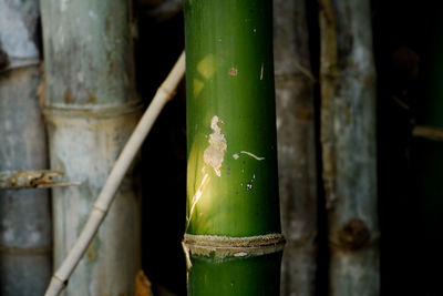 Close-up of bamboo plant