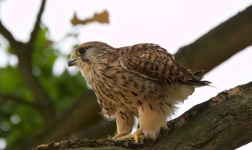 Close-up of bird perching on tree branch