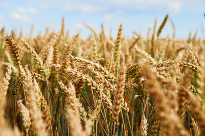 Wheat field. close up of wheat ears. harvesting period