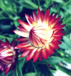 Close-up of pink flowers