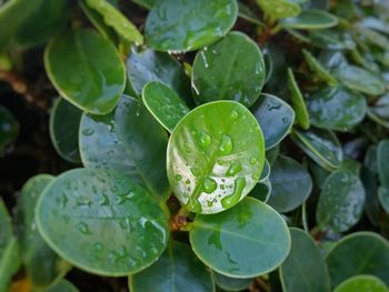 Close-up of wet plants