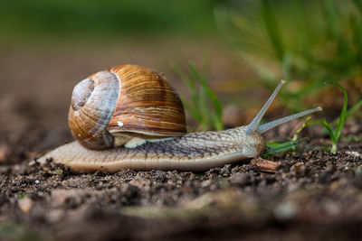 Close-up of snail on land