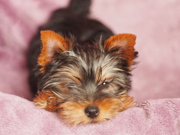 Portrait of dog lying down
