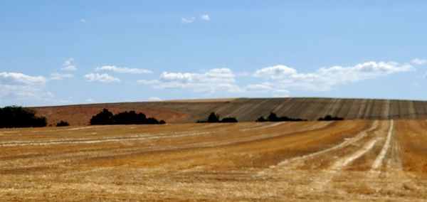 Scenic view of agricultural field against sky