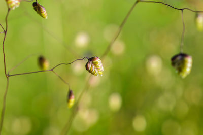 Close-up of grasshopper on plant