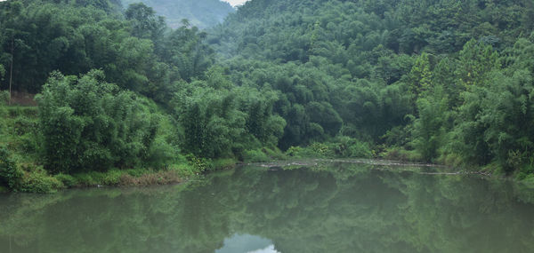 Scenic view of lake in forest against sky