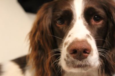 Close-up portrait of dog