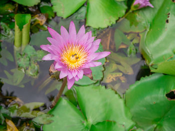 Close-up of pink water lily